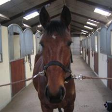 Anden særlig race Nickey *SOLG*