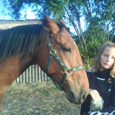 Anden særlig race Nickey *SOLG*