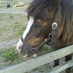 Anden særlig race Gerda R.I.P 
