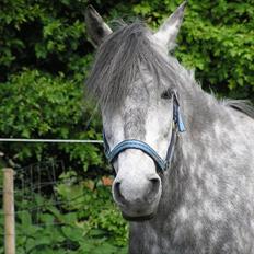 Anden særlig race  Stella<3 SOLGT 