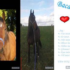 Anden særlig race Bacardi