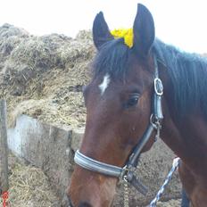 Anden særlig race Bacardi