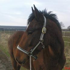 Anden særlig race Bacardi