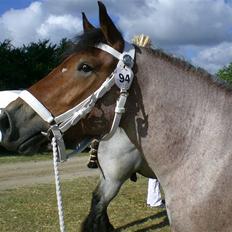Belgier Dalmoses Bertha (solgt)