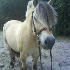 Fjordhest Bjarke FrølunDe R.I.P :'(