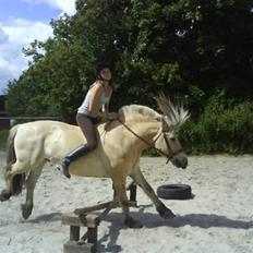 Fjordhest Bjarke FrølunDe R.I.P :'(