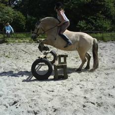 Fjordhest Bjarke FrølunDe R.I.P :'(