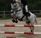 Welsh Pony af Cob-type (sec C) Seline