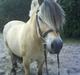 Fjordhest Bjarke FrølunDe R.I.P :'(