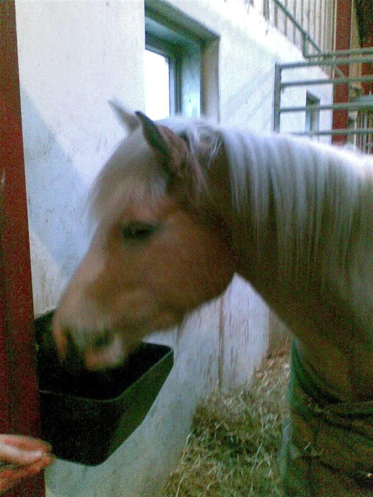 Haflinger hella - hella billede 5