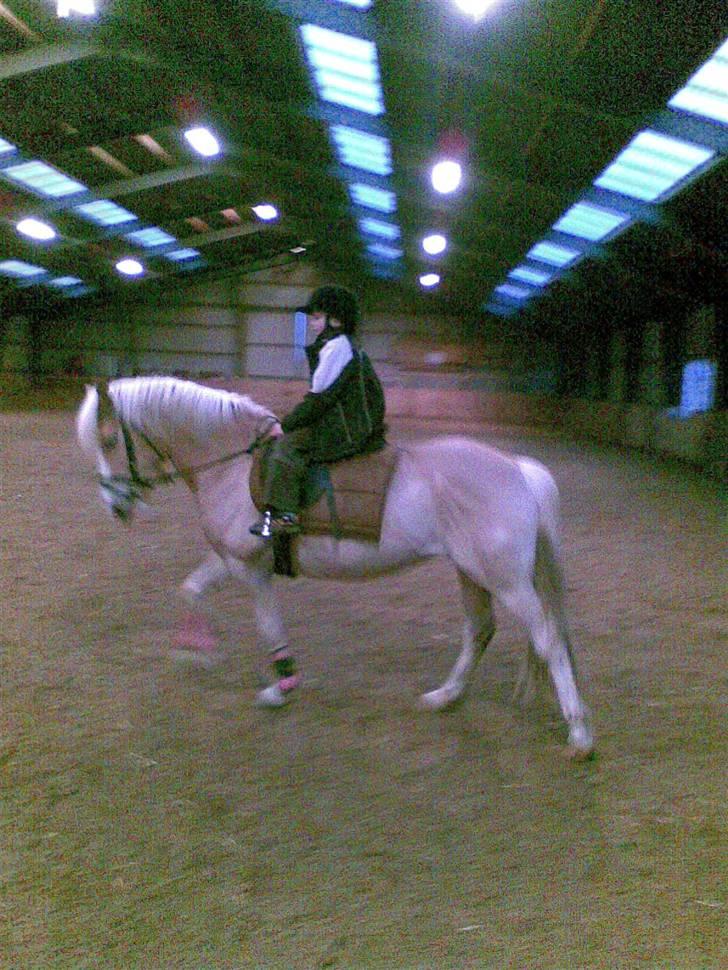 Haflinger hella -  det er ik mig der rider men se lige hendes gangart billede 6
