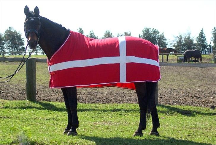 Dansk Varmblod Pascal  - *NYT* Model for Horseshop.dk <3 billede 15