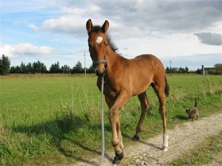 Anden særlig race Kaliffen ( Solgt ) - Califf som føl:) billede 11