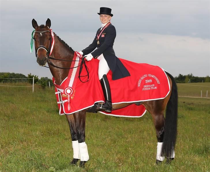 Dansk Varmblod Millibar - Vélkommen til Millibars profil.. Nordisk mester for hold. billede 1