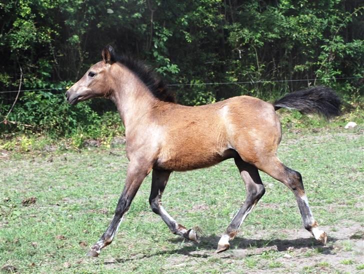 Anden særlig race Elbækgaards Amadeus *RIP* - 3½ måned gammel.. billede 18