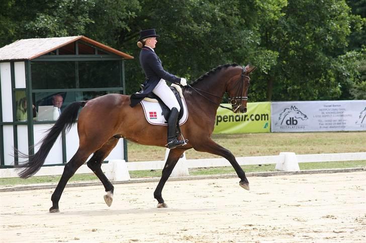 Dansk Varmblod Millibar - Internationalt stævne i Bonn billede 4