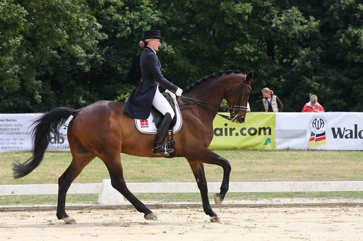 Dansk Varmblod Millibar - Stævne i Tyskland billede 8