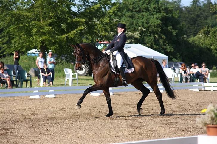 Dansk Varmblod Millibar - DM 2009 billede 9