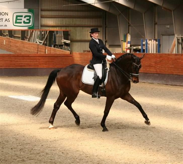 Dansk Varmblod Millibar - Millibar til stævne, MB1. billede 12
