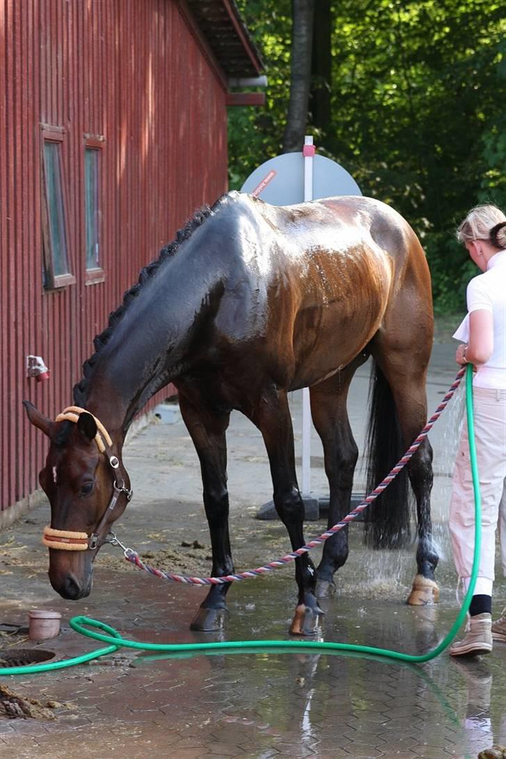Dansk Varmblod Millibar - Millibar bliver vasket under DM billede 20