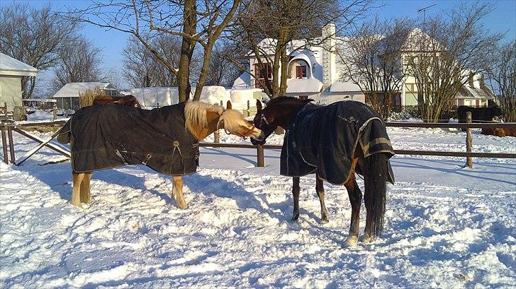 Haflinger WHISKY - *GRIMELEG!!* :D  billede 10