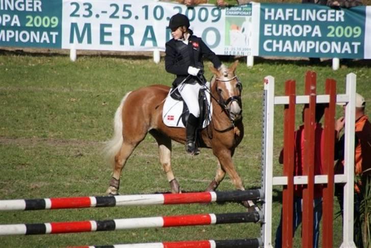 Haflinger WHISKY - på banen i Italien xP <3 billede 11