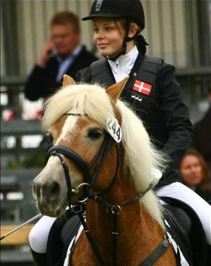 Haflinger WHISKY - Italien :D <3 billede 13