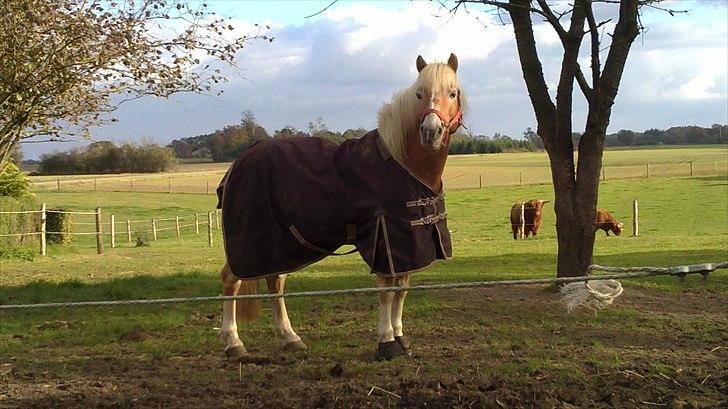 Haflinger WHISKY billede 14