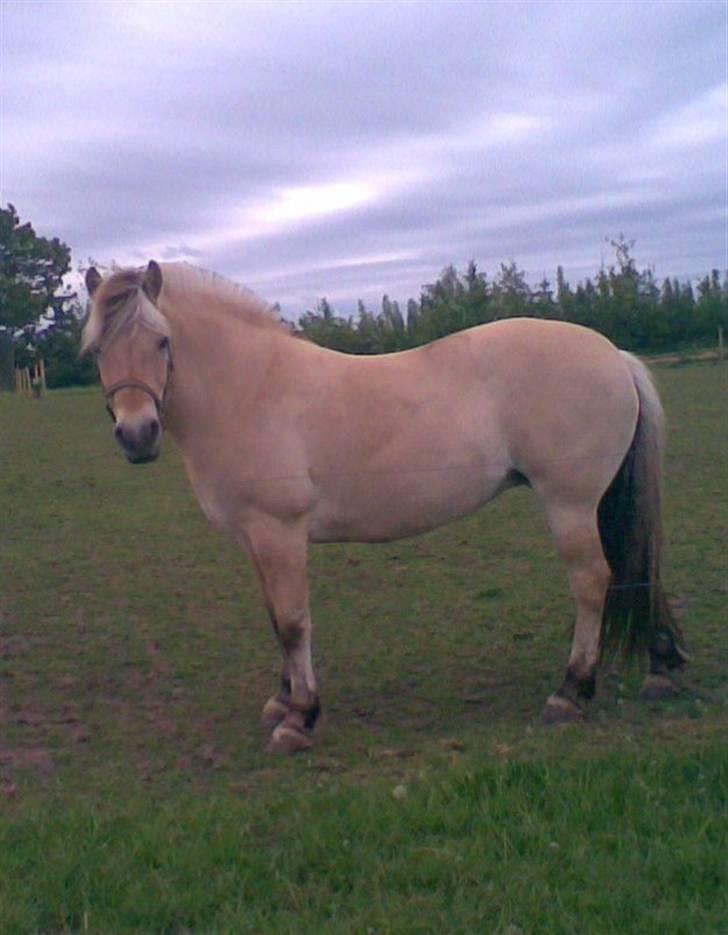 Fjordhest FREJA R.I.P. - 16. Undskyld kvaliteten, men jeg elsker bare det billede af hende! 2008 billede 16