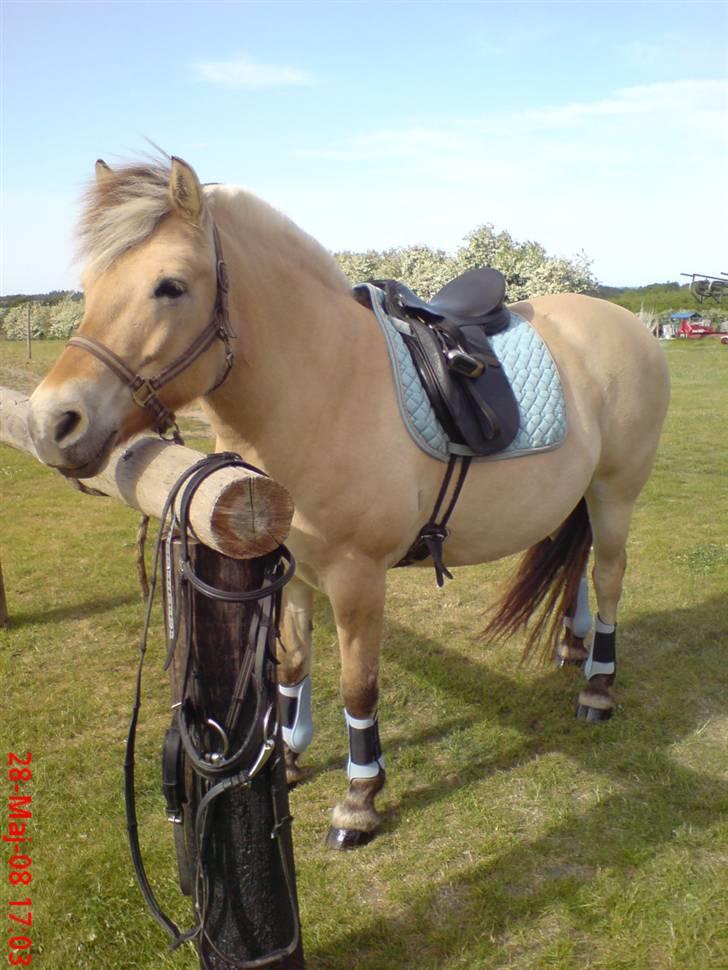 Fjordhest FREJA R.I.P. - 17. Lidt tyk Freja på vej ud og ride.. Juni 2008 billede 17