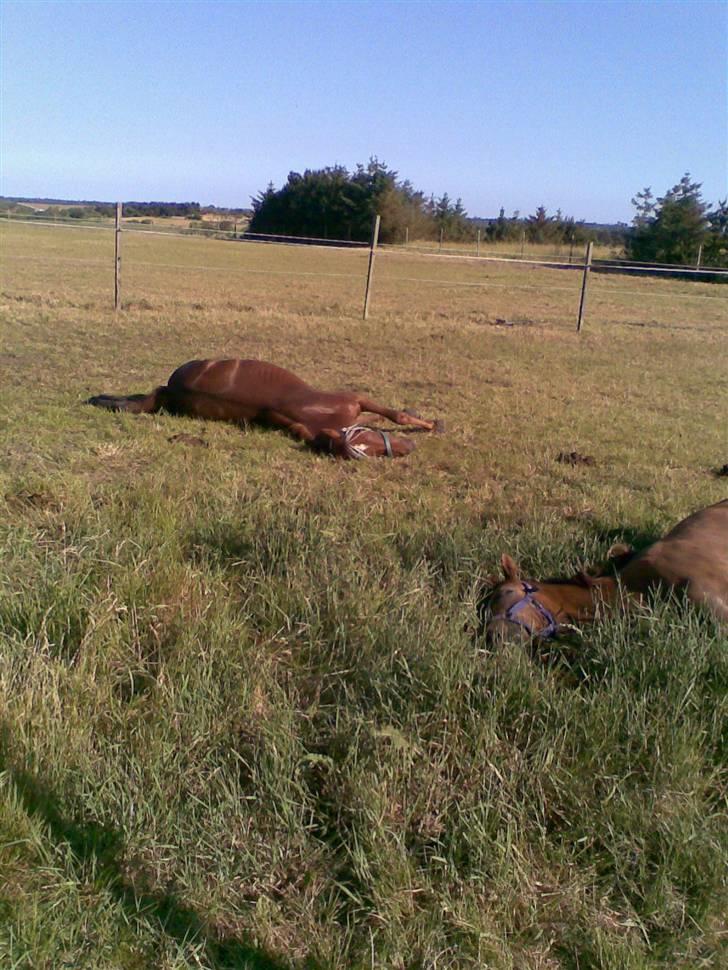 Anden særlig race Zafir*Solgt* :'( - sover på marken..  billede 9