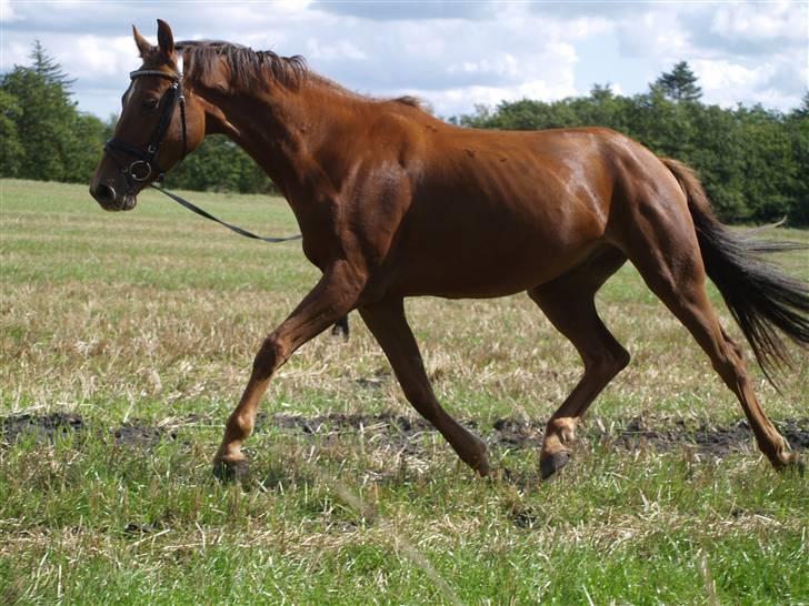 Anden særlig race Zafir*Solgt* :'( - NYT:) billede 10