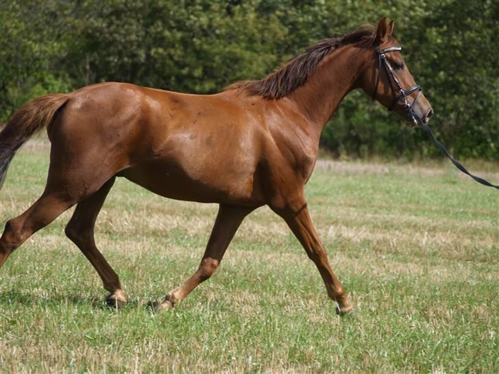 Anden særlig race Zafir*Solgt* :'( - NYT:) billede 11