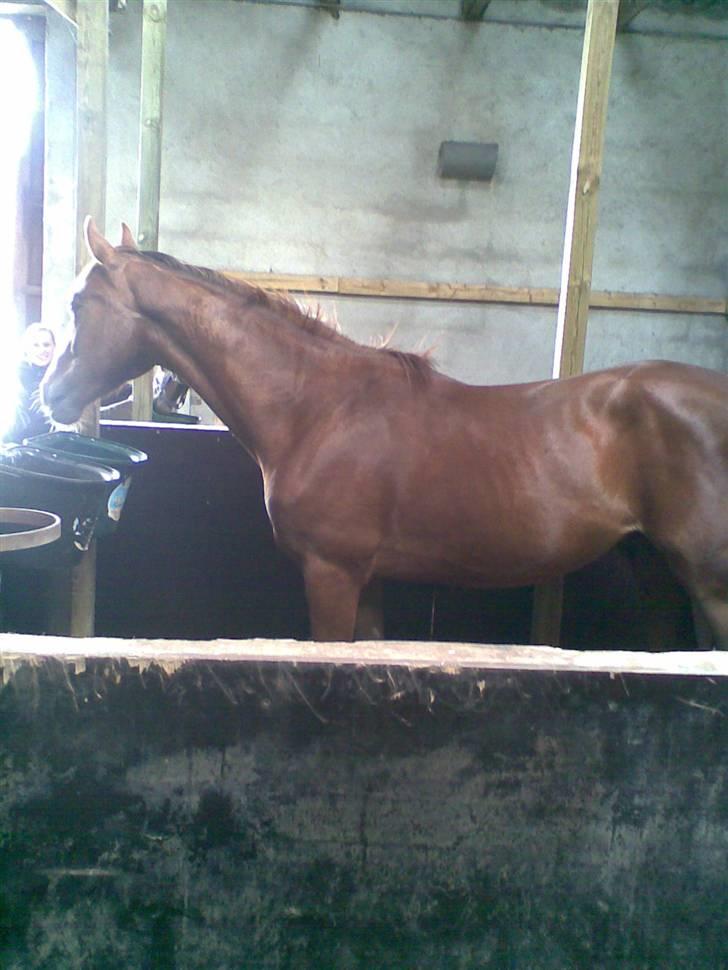 Anden særlig race Zafir*Solgt* :'( - Elsker dig min lille hest.. Du er så flot min baby billede 12