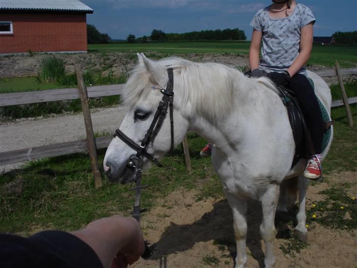 Anden særlig race Quickstep - 12| se hvor smuk mit hoved er fra siden <3 billede 12