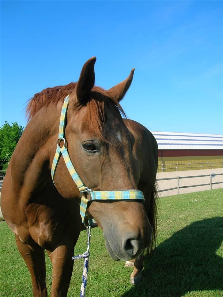 Dansk Varmblod Foxtrot Graftebjerg RIP<3 - <3<3<3 En dejlig sommerdag.. billede 4