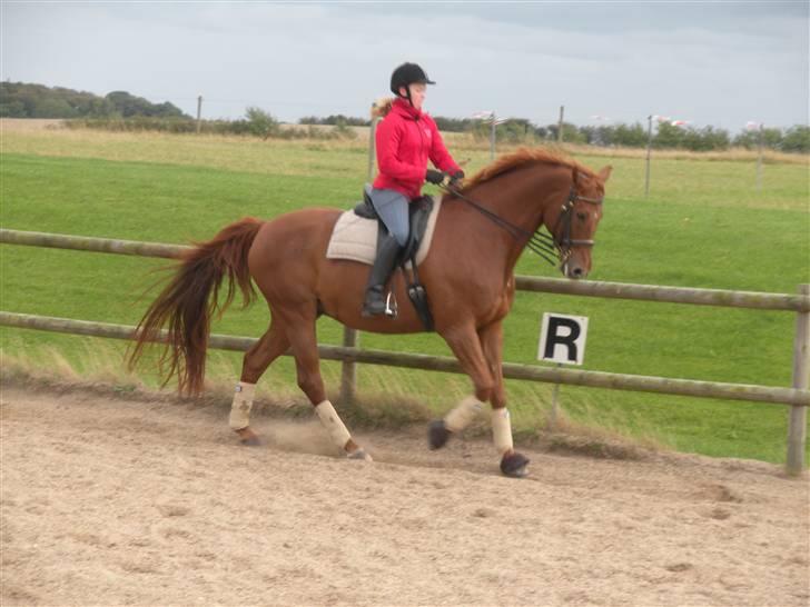 Dansk Varmblod Foxtrot Graftebjerg RIP<3 - Træning med kandar 23. sep. 09.  billede 19