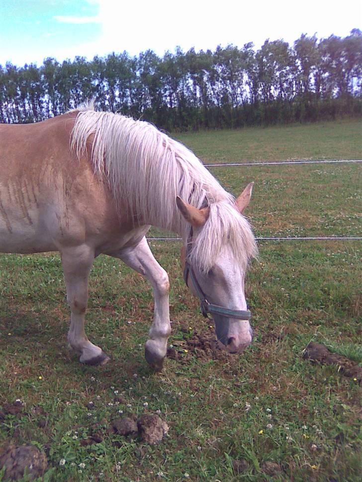 Haflinger hella billede 7