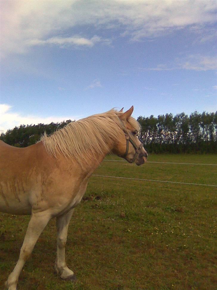 Haflinger hella billede 8
