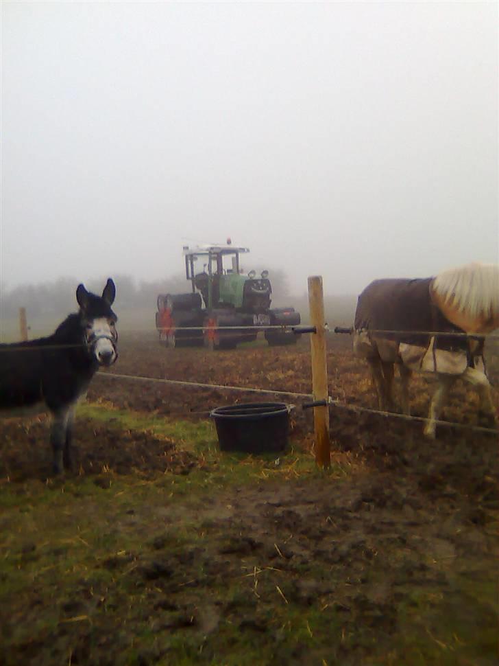Haflinger hella - hella og ernst æsel sammen billede 9