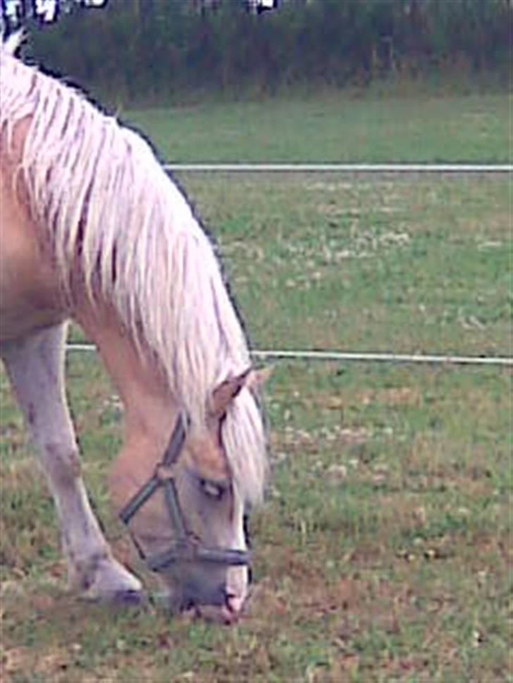 Haflinger hella - hella græser billede 10