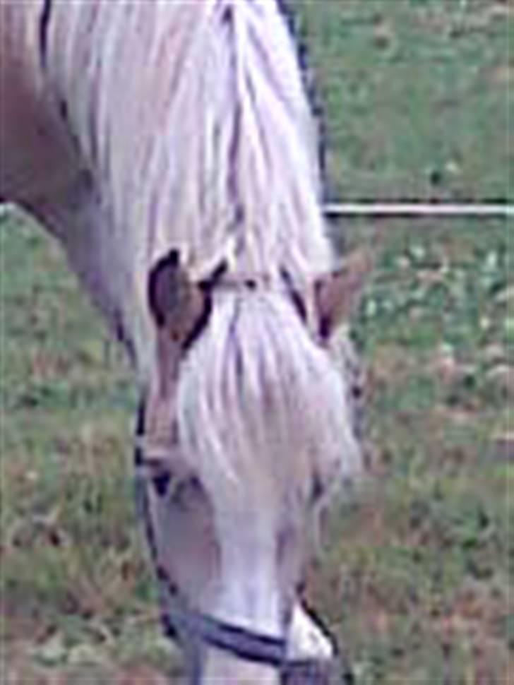 Haflinger hella - hej billede 11