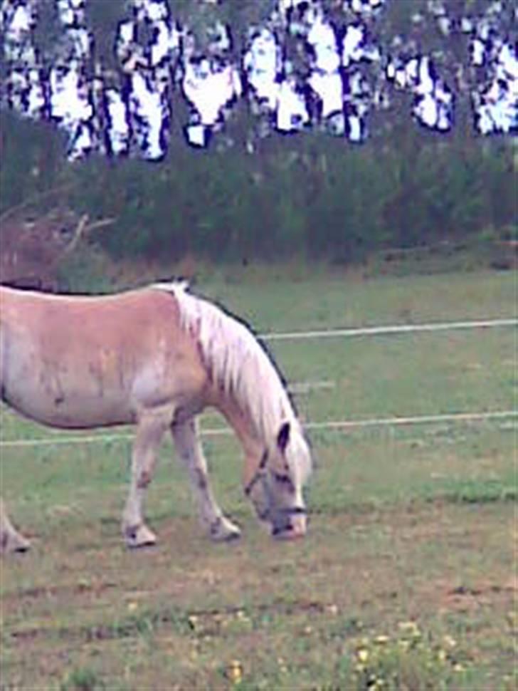 Haflinger hella - hella billede 12