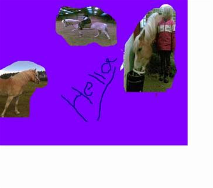 Haflinger hella - palance af hella billede 13