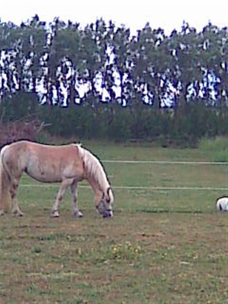 Haflinger hella billede 14