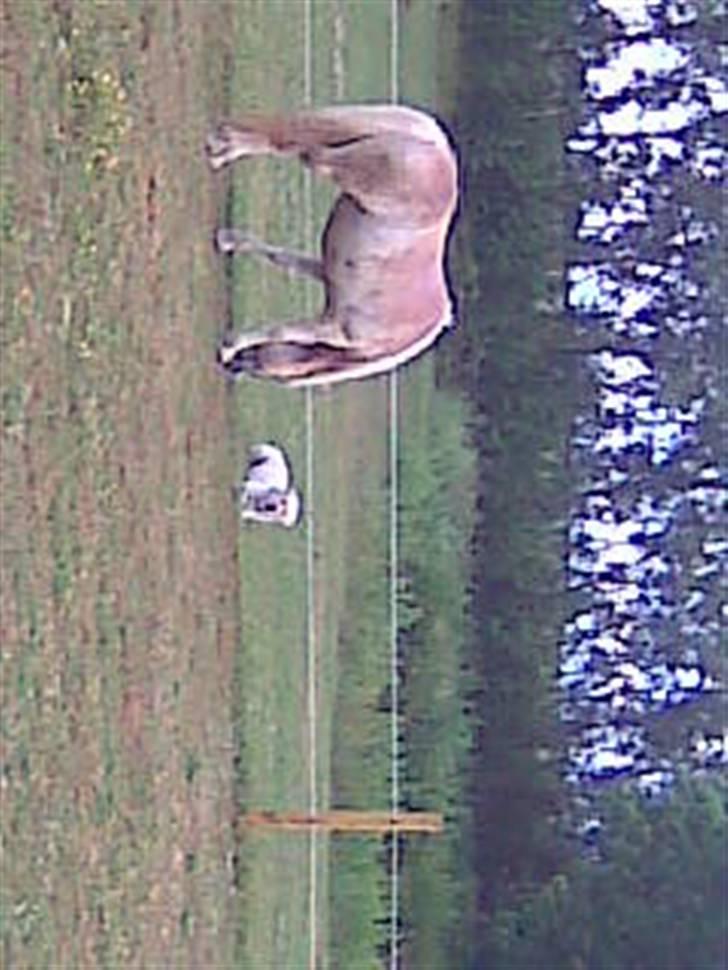 Haflinger hella billede 15