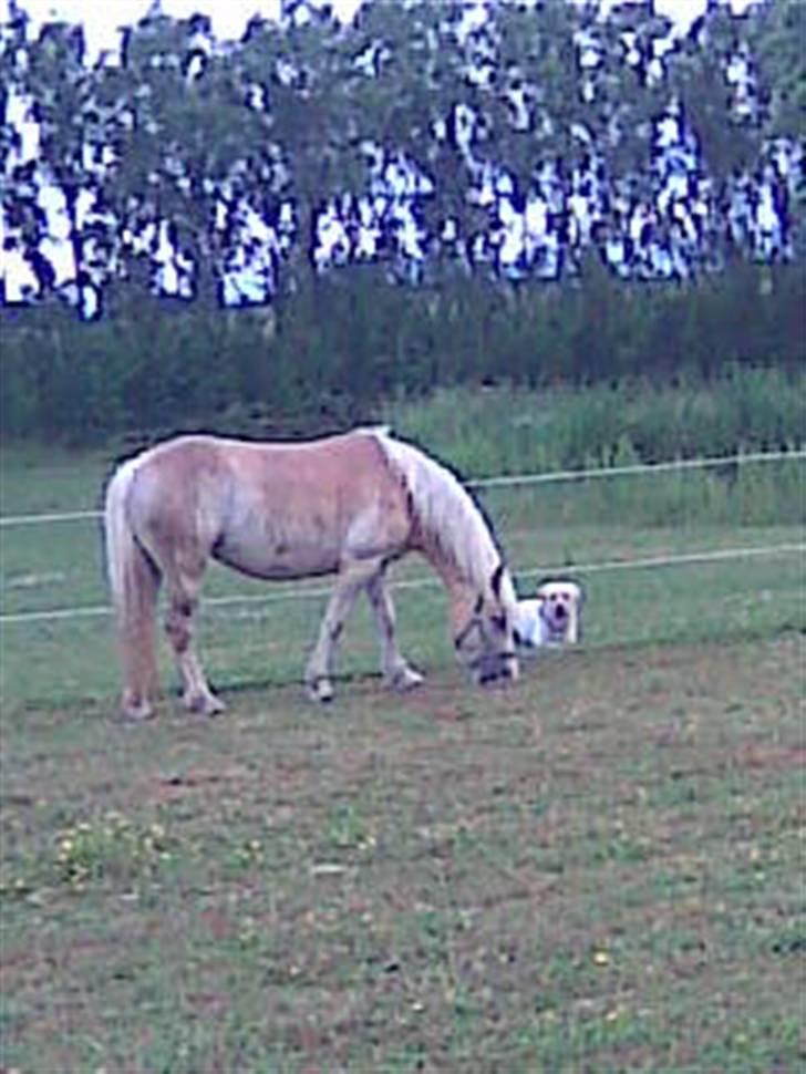 Haflinger hella billede 16