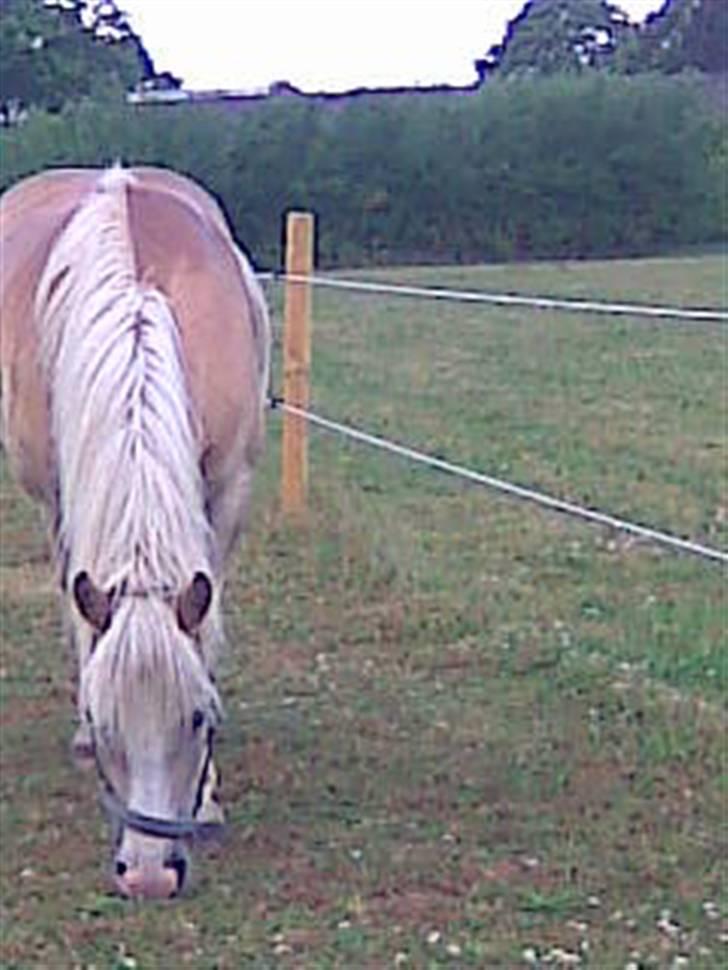 Haflinger hella billede 17