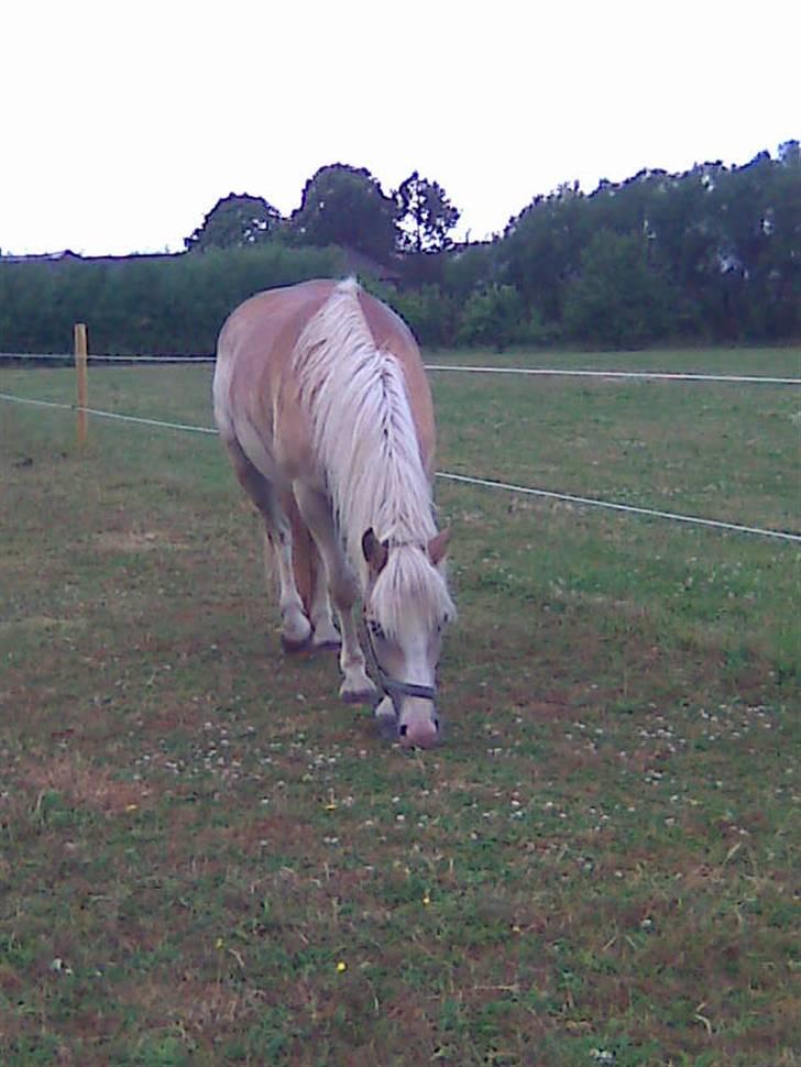 Haflinger hella billede 18