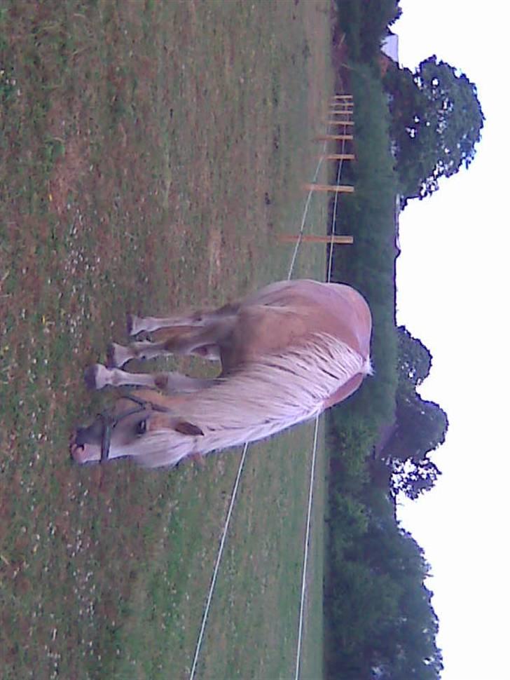 Haflinger hella billede 19